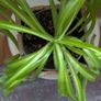 Healthy Spider Plant in Decorative Pot - Galway - Pickup Only Image 2