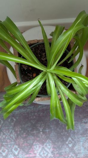 Healthy Spider Plant in Decorative Pot - Galway - Pickup Only