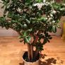 Crassula (Money Tree) plant, 15 years old Image 5