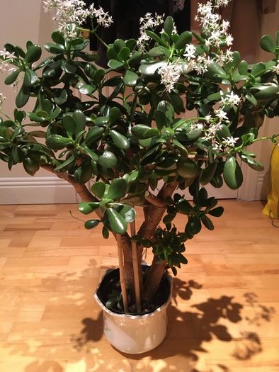 Crassula (Money Tree) plant, 15 years old