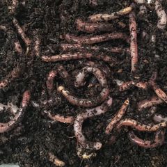 Worms 250g Excess Stock EUR 15 Delivered