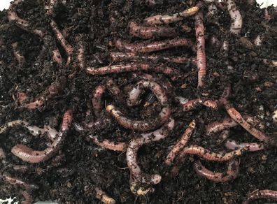 Worms 250g Excess Stock EUR 15 Delivered