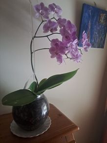 Beutifull orchid