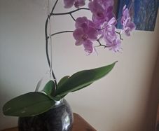 Beutifull orchid