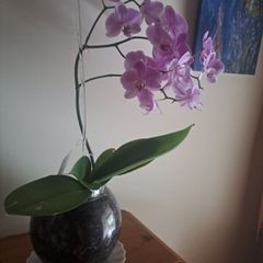 Beutifull orchid