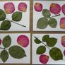Roses - Pressed Flowers for Crafting: Petals, Leaves, Half Flowers, Full Flower Image 5