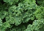Kale 'Dwarf Green Curled' Irish Seeds