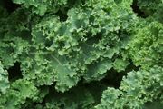 Kale 'Dwarf Green Curled' Irish Seeds