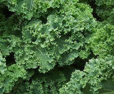 Kale 'Dwarf Green Curled' Irish Seeds