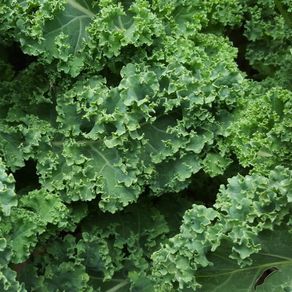 Kale 'Dwarf Green Curled' Irish Seeds