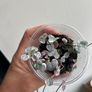 Variegated String of hearts Image 3