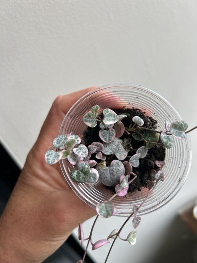 Variegated String of hearts
