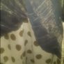 Oxmo stunning midi grey skirt size L UK12 EU40 Postage included Image 3