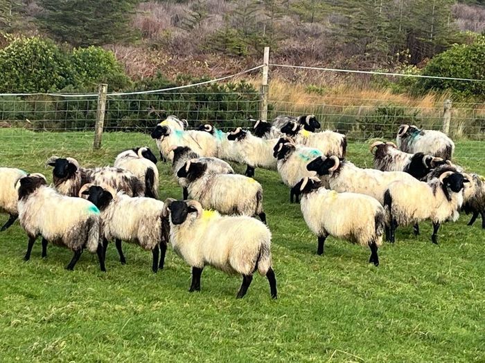 Mayo blackface ram lambs