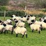 Mayo blackface ram lambs Image 7