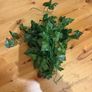 Artificial vine Image 3