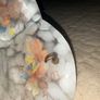 Art Deco 1930s Mottled Glass Flycatcher Ceiling Light Shade, Hand Painted Grapes Image 4