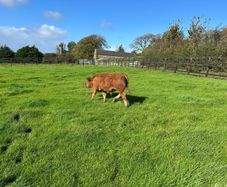 16 Quality Bull Weanlings