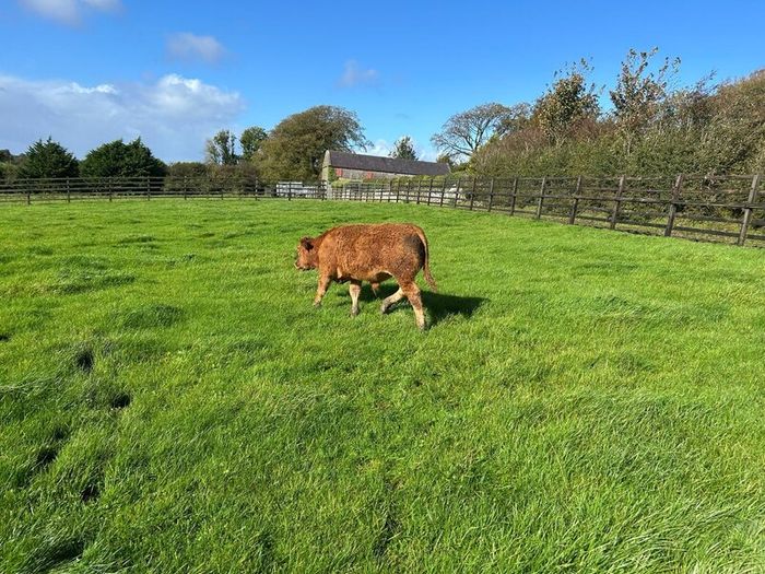 16 Quality Bull Weanlings