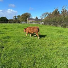 16 Quality Bull Weanlings