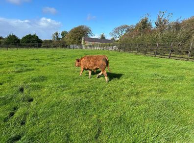 16 Quality Bull Weanlings
