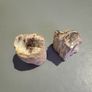 Petrified wood Image 5