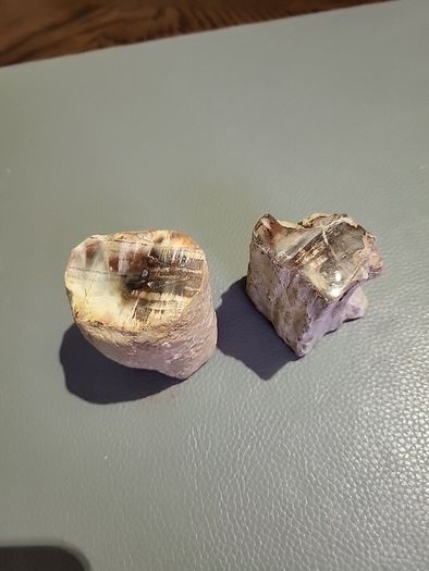 Petrified wood