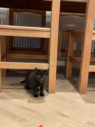 kitten