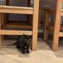 kittens Image 6
