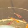 Phoenix rasbora Image 3