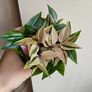 Tradescantia mundula Lisa - rooting plant Image 3