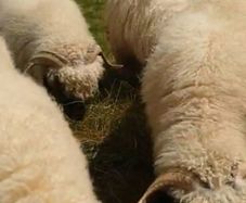 4 Valais Blacknose breeding Ewe's 1 lamb for sale