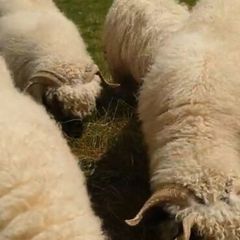 4 Valais Blacknose breeding Ewe's 1 lamb for sale