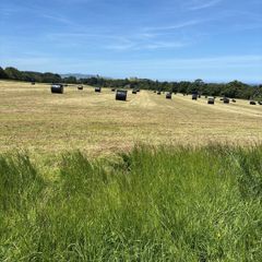 Second cut silage