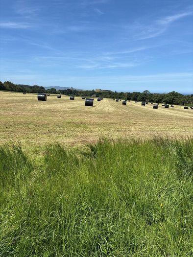 Second cut silage