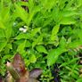 Large Evergreen Flowering Shrubs Image 5