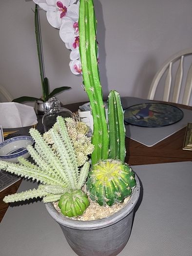 Cactus plants artificial potted