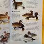 Sea & Freshwater. Birds. Usbourne Spotters Guide. With Internet Links. Beautiful Illustrated Book In Good Condition. Image 5