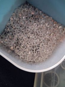 Gems (clear crystal)