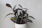Tradescantia purpurea