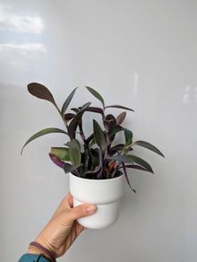 Tradescantia purpurea