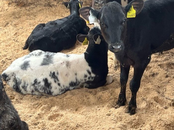 Calfs off milk