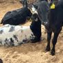 Calfs off milk Image 7