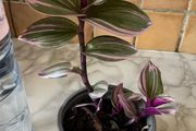 plant Nanouk