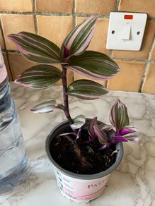 plant Nanouk