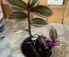 plant Nanouk