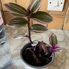 plant Nanouk
