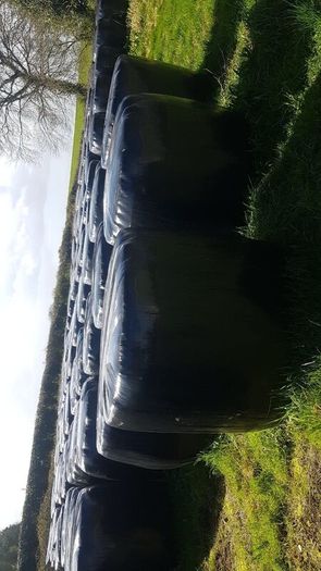 Bales of Hay and Silage