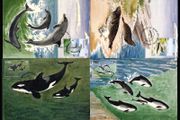1997 Ireland Marine Mammals (Grey Seals, Bottle-nosed Dolphins, Harbour Porpoises &amp; Killer Whale) Stamp Maximum Cards First Day of Issue Cancel with matching stamp.