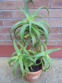 Aloe Vera plant
